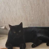 گربه مشکی گم شده