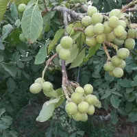 فروش ویژه انواع نهال گردو سه ساله 150تومان|خدمات باغبانی و درختکاری|تهران, قلمستان|دیوار