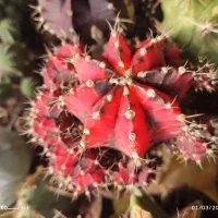 سوال داری چطور گل و گیاهتو نگهداری از من بپرس