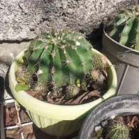 گل کاکتوس|گل و گیاه طبیعی|لاهیجان, خالو باغ|دیوار