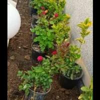 سمپاشی وباغبانی بادستگاههای مجهزی درتمام تهران