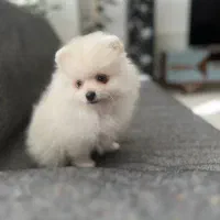 پامرانین جیبی