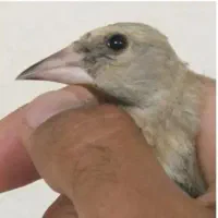 جوجه سهره