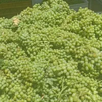 آبغوره و ابلیمو