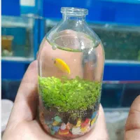 سرگرمی و فراغت|ماهی|ارومیه, |دیوار