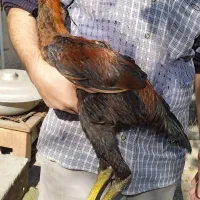 دو عدد جوجه خروس لاری پنج ماهه|حیوانات مزرعه|ساری, |دیوار