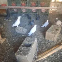 کبوتر یهودی وهومر|پرنده|ترکمانچای, |دیوار