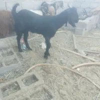 دو عدد نری یک کیسه|حیوانات مزرعه|ریگان, |دیوار