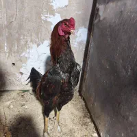 خروس لاری اصیل افغان