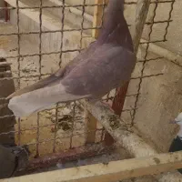 کفتر پرشی