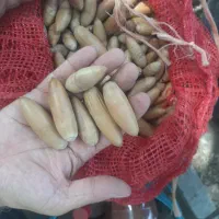 خوراک سنجاب( بلوط سالم )