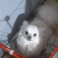 معاوضه پامر روباهی ماده با توله پامر خرسی