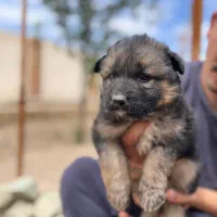 سگ ژرمن شپرد شولاین