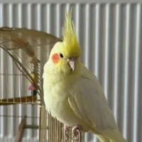 عروس هلندی