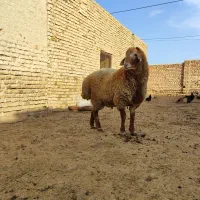 بره قوچ هترو|حیوانات مزرعه|اسفراین, |دیوار