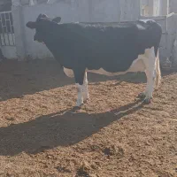 گاو|حیوانات مزرعه|تربت جام, میان جام|دیوار