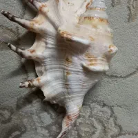 صدفهای خاص|ماهی|اصفهان, جلفا|دیوار