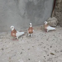 سه تا جوجه زرد از نسل خال سیاه|پرنده|فیروزآباد (فارس), |دیوار