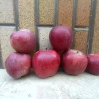 بازاریاب خانم در اهواز برای جذب مشتری عراقی (سیب)|استخدام بازاریابی و فروش|اهواز, ۲۰۰۰واحدی|دیوار