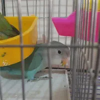 طوطی کوتوله برزیلی