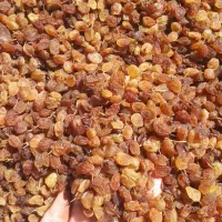 کشمش افتابی واجیلی