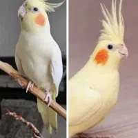 مرغ عشق و عروس هلندی