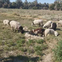 ۸ تا میش ماده چاق مالداری دو قلوزا یکی نر|حیوانات مزرعه|ایرانشهر, |دیوار