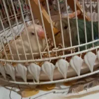 طوطی برزیلی|پرنده|سورک, |دیوار