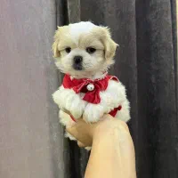 پامر فینگیلی پودل فرفری و شیتزو پنبه ای|سگ|فردیس, فردیس|دیوار