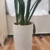 دوعدد گلدان بزرگ با گل