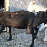 بزشیری  سانن آلپاین مورسیا