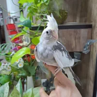 عروس نر البینو ۳ ماه و نیمه