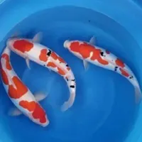 ماهی گلدفیش ماهی کوی ماهی کپور|ماهی|تهران, آذربایجان|دیوار