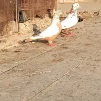 کبوتر‌ دومبی