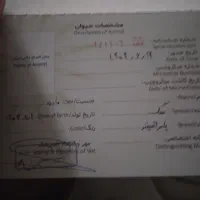 سگ پامر اشپیتز|سگ|کهریزک, |دیوار