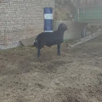 قوچ قزل افشار