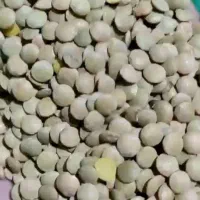 عدس|خوردنی و آشامیدنی|سهند, |دیوار