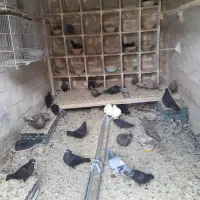 یه لونه سیاه فیلی درجه یک ب فروش میرسد