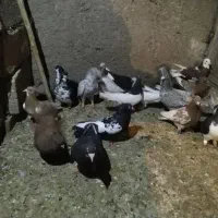 کفتر|پرنده|شیراز, شهرک جماران|دیوار