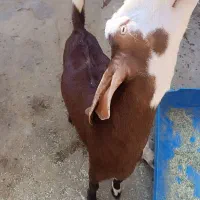 کهره نر درجه یک و جبیش ابستن|حیوانات مزرعه|جم, |دیوار