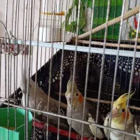 یک سگ پاکوتاه نر و سه تا عروس هلندی یکیش نر|سگ|خوی, |دیوار