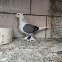 پرنده بوشهری