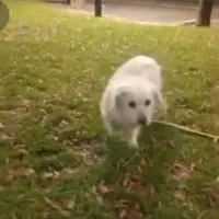 واگذاری سگ شیتزو