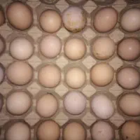 هیلکه یی صد در صد کوردی