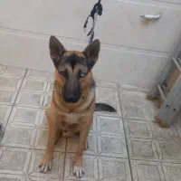 سگ ژرمن هاسکی 10ماهه نر