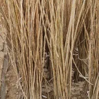 نهال صنوبر سریع‌الرشد نیگرا ترکیه|خدمات باغبانی و درختکاری|خرم‌آباد, |دیوار