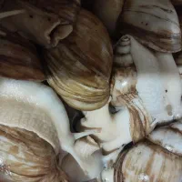 حلزون آلپینو|خزنده|سبزوار, قائم|دیوار