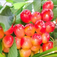 نهالستان ایران سبزنهال|گل و گیاه طبیعی|میاندوآب, |دیوار