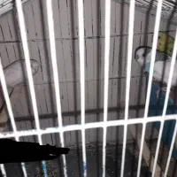 مرغ عشق|پرنده|قائن, |دیوار