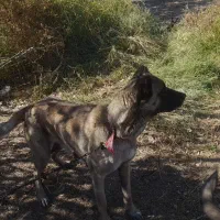 سگ ماده ۵ ساله سرابی|سگ|میانه, |دیوار